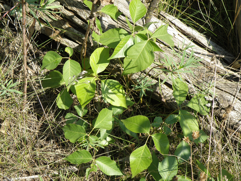 Poison Ivy Minnesota Department of Agriculture